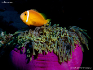Clownfish. Canon G10. by Bea & Stef Primatesta 